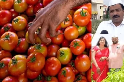 Maharashtra farmer becomes millionaire in a month by selling tomatoes